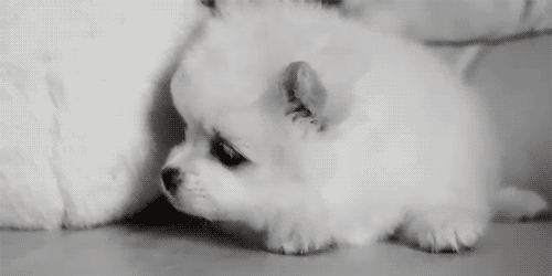 thebabyanimals:  feeling sad? look at this baby animal blog!