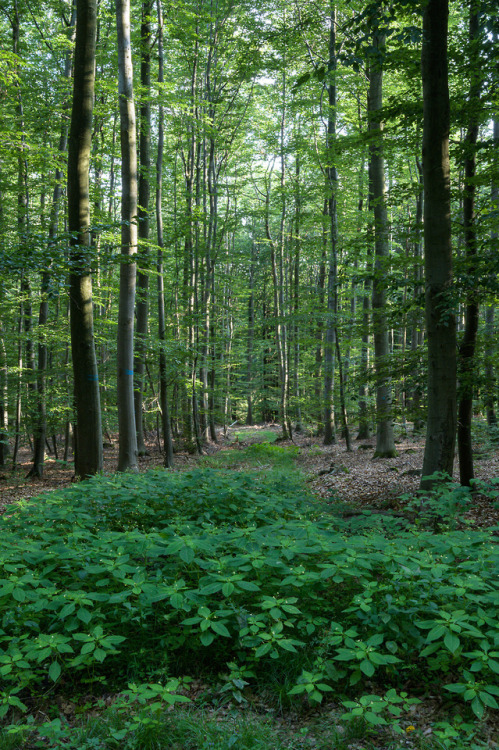 talkstotrees:aliens19/08/03-22