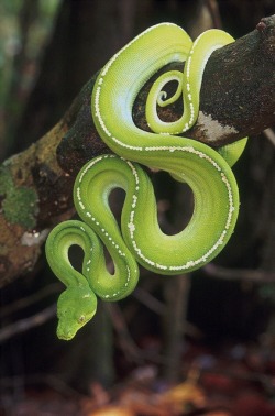 eqiunox:  Green Python, Morelia viridis,