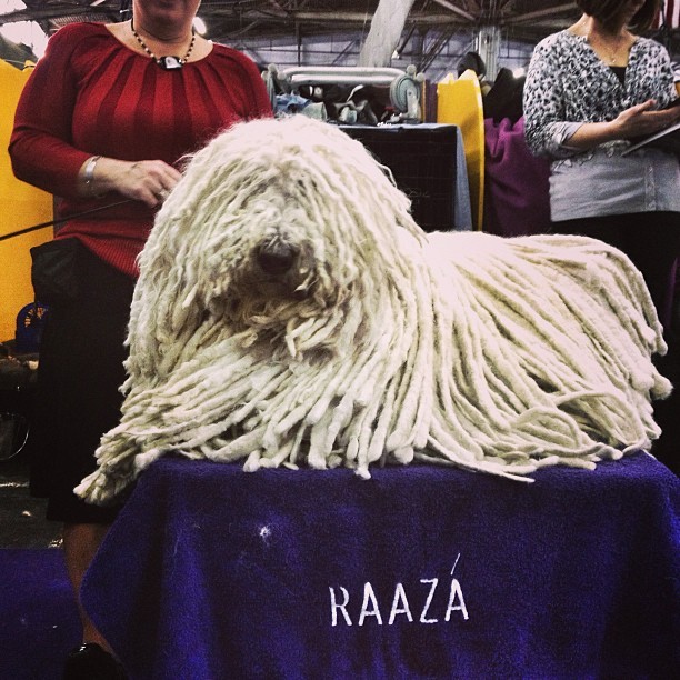 Razaa the Komodor (Westminster Dog Show NYC)