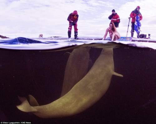 www.dailymail.co.uk/news/article-2004042/Naked-female-scientist-tries-tame-beluga-whales-arct