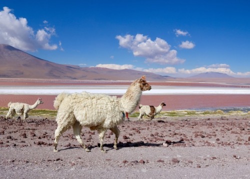 moksaryan:4x4 trip to UyuniOnce we had crossed the border between Chile and Bolivia, we got into our