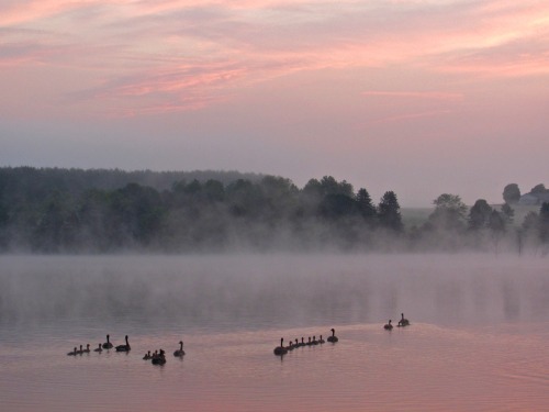 a-witches-brew:geopsych: Goose families at sunrise.