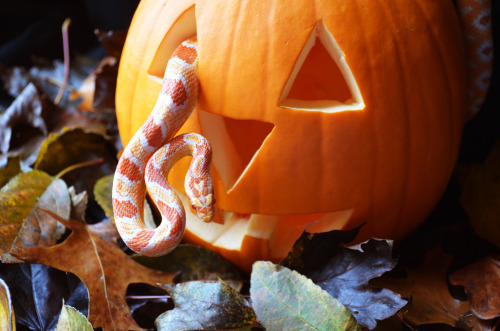skynotion: fresh-fallen-leaves: sweater weather What a beautiful noodle