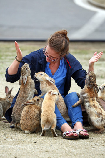 horny-high-love:  horny-high-love:  intoxicatingtouches:  zenaxaria:  lost-and-found-box:  There’s a small island in Japan called Okunoshima with thousands of adorable rabbits! All photos from the (more informative) Telegraph gallery.  are you fucking