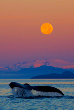 l0stship:  whale (by Ron Niebrugge) 