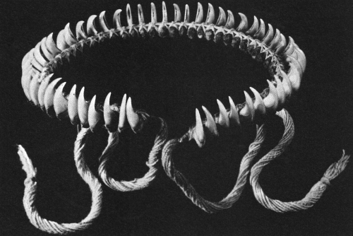 finsterforst:A necklace made of jaguar teeth, from the Mato Grosso of Brazil. Necklaces such as thes