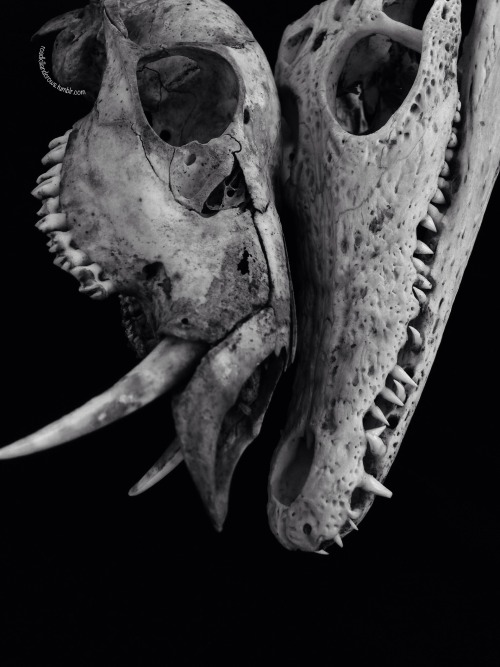 roadkillandcrows: Chinese water deer and crocodile skull.