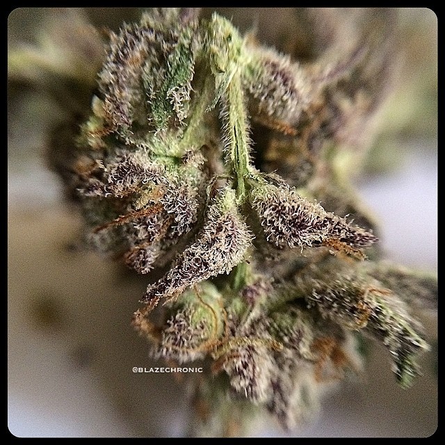 weedporndaily:  The insides of that amazing #Obamakush by blazechronic http://ift.tt/1uW2GOI
