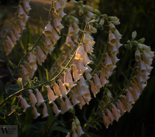bwwhitney:Foxgloves, 25 June 2016
