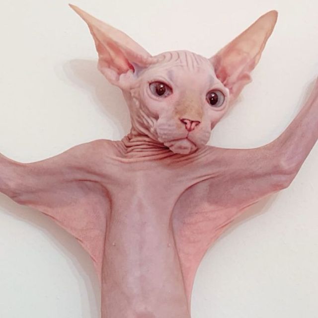 lolawashere:awesome-picz:Sphynx Cats Are Not As Photogenic As Other Cats.They’re perfect, all of them!