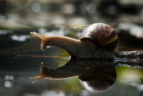 somesleeze:  magicalnaturetour:  Praying Mantis Rides Snail Through Borneo Jungle. (Photos by Nordin