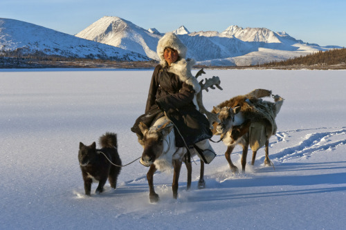 fotojournalismus:  The Tsaatan (Dukha) Reindeer adult photos