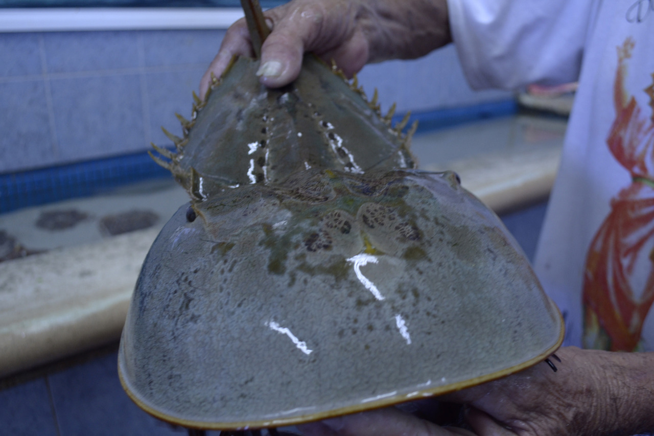 xibalbapiixan:  Tortugranja y acuario en Isla Mujeres.Quintana Roo, México.13 de