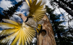 advice-animal:  A Northern Flicker Takes Flight As It Leaves Its Nest.http://advice-animal.tumblr.com/