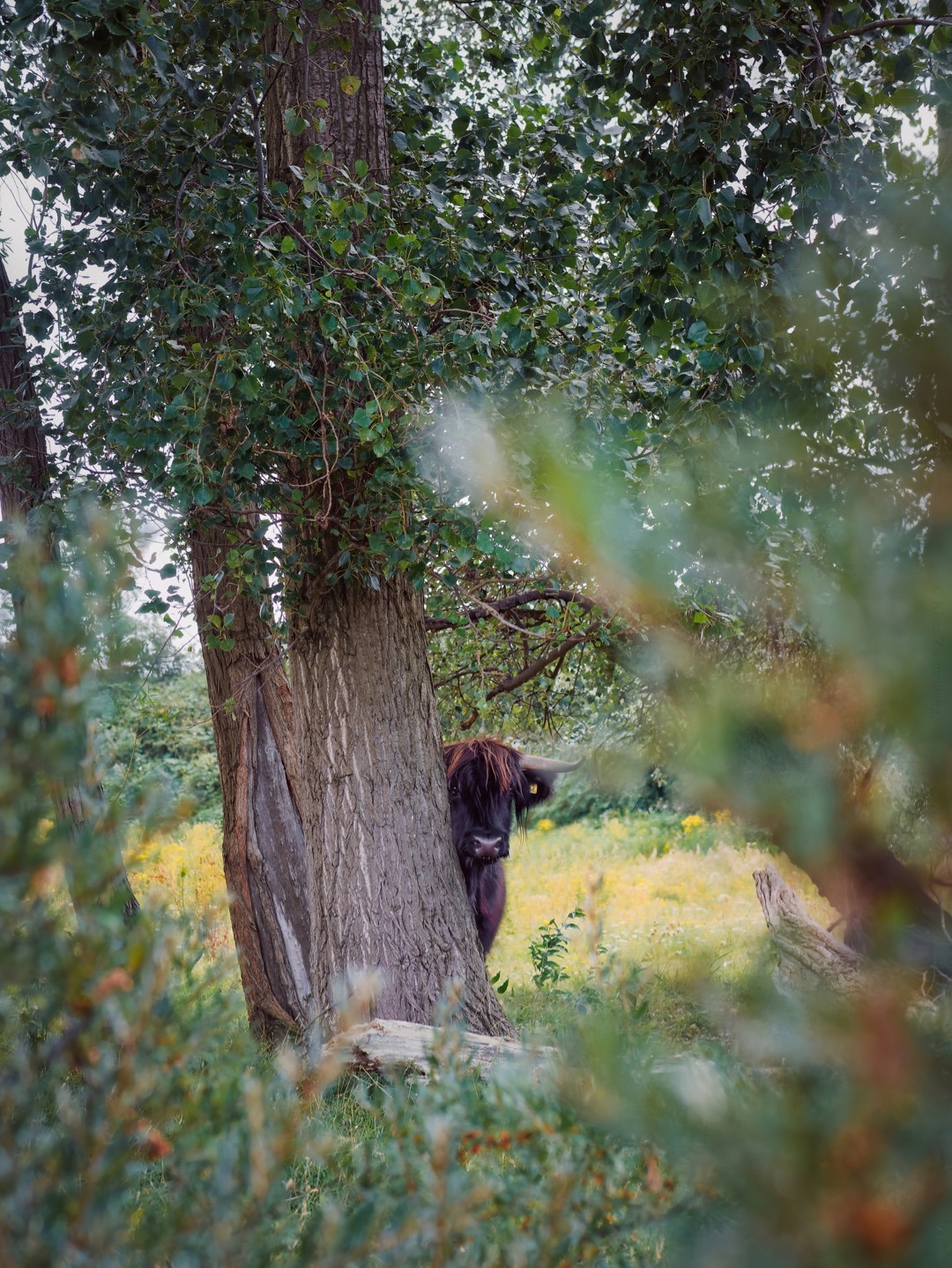 klaasfoto: Hide and seek 2019. After playing hide and seek with cows for three years