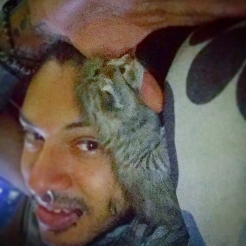 Sex #kitten #babycats #mycatskittens  https://www.instagram.com/p/ByrQ03cFB0y/?igshid=1dkzec6c8tked pictures