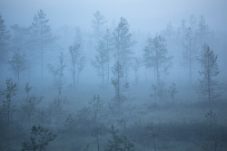 tiinatormanenphotography:  Blue moment. Sunrise tree.  July 2015, Syöte, Finland. by Tiina Törmänen | web | FB | IG | 