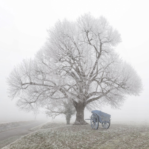 Arbres sous le givre, en hiver, dans la campagne francaise.Trees under frost, in winter, in french c