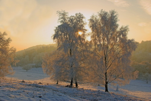 woodlandtrust: Hoar frost on treesPhoto: Philip Colclough