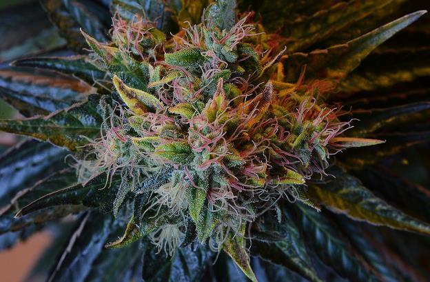 Weed | Marijuana | Cannabis