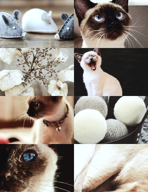 tortie-point siamese cat aesthetic