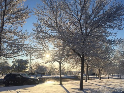 <p>Morning sun through #snow covered trees. #Westminster #Colorado #9wx #cowx #cold</p>