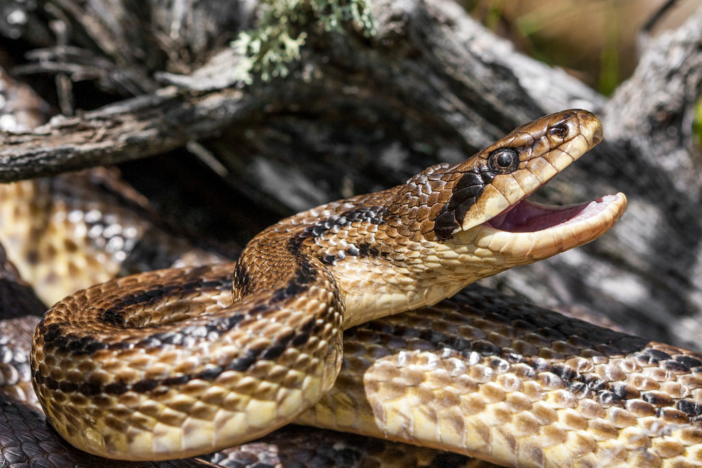 93527:
“ Elaphe quatuorlineata (Four-lined Snake) (by Aleksandar Simović)
”