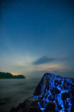 archatlas:   The Weeping Stones     Photographed off the coast of Okayama, Japan, The Weeping Stones is a photo series by the creative duo Trevor Williams and Jonathan Galione of Tdub Photo that captures the eerie blue light emitted by a native species