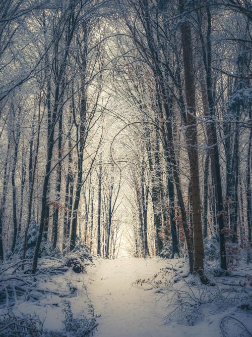 amazinglybeautifulphotography:Winter forest walk, southern Germany [OC] [3375x4500] - Author: teguci