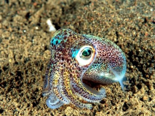 sharkhugger:  end0skeletal: Bobtail Squid (x) I know, I know, not sharks but still… AWWWWWW….!  XD