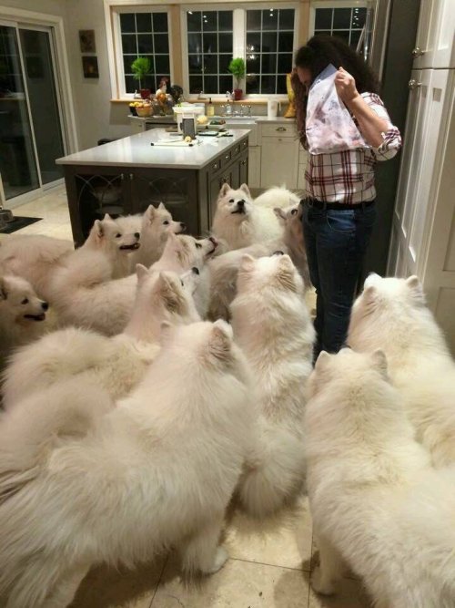 damnthatswhack:worldofthecutestcuties:A pack of samoyedsI wouldn’t be able to handle this 