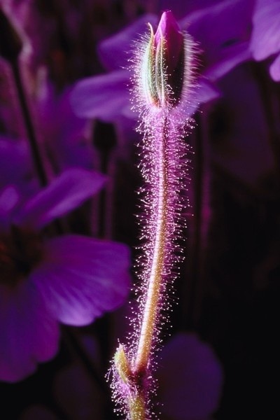 sapphire1707:  flower | by AbhinavJoshy | http://ift.tt/1EsEZ2o