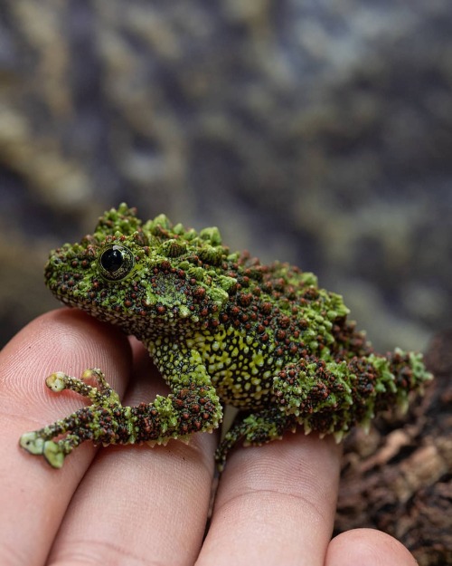 trashzy:Vietnamese Mossy Frog