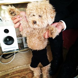 gagasgallery: @ladygaga: Fozzi got some