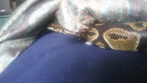 askyourreptileoverlords:Aventure!