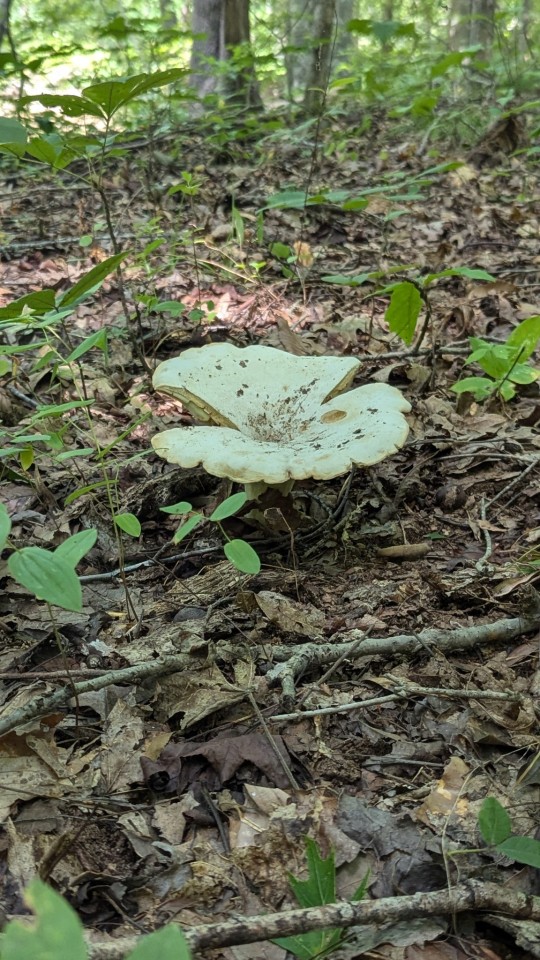 Mushrooms On A Short Hike In North Carolina