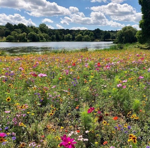 eyeheartfarms: Wildflower field