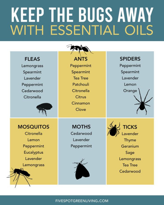Essential Oils for Insect Repellent