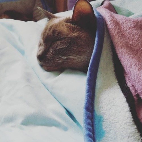 gemmantis: Raylee loves to be tucked in