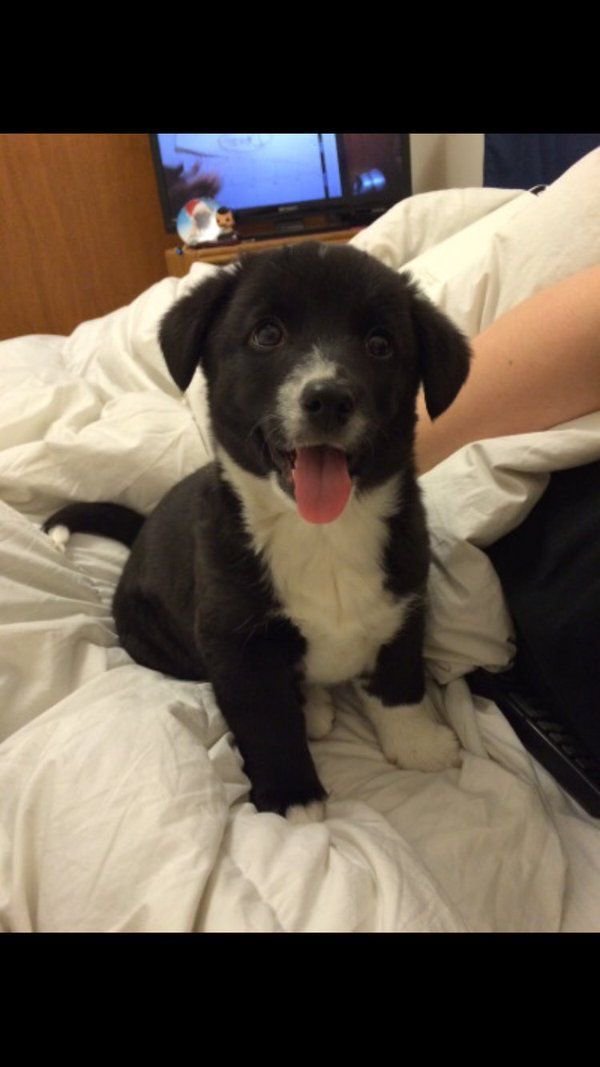 babyanimalgifs:  Border Collie/Corgi mix