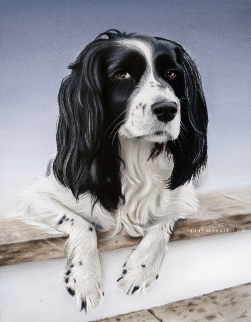 shaymusart: Hi there, my name is Shay and I have recently started a pet portrait art business after 