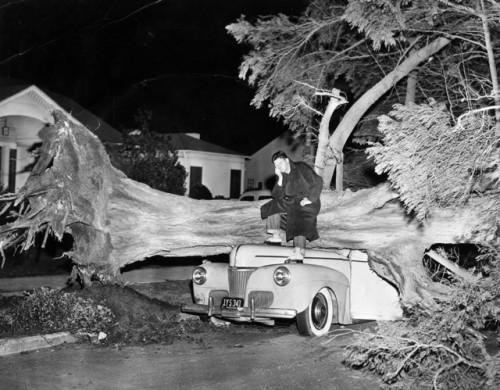 emigrejukebox:  A car wrecked by a 75-foot cypress tree, felled by strong winds in Palms, California in 1955