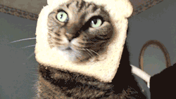 death-by-lulz:  overhumor: What have you done??  This post has been featured on a 1000notes.com blog. 