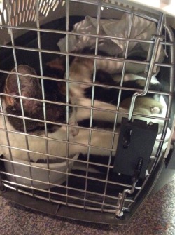 Kitten Update:  So I Trapped The Mother Cat Into A Car Carrier. She Started To Panic