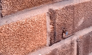 barneyodell:helloworldhavefun:shialaballs:sixpenceee:This video shows a bee removing a nail to get i