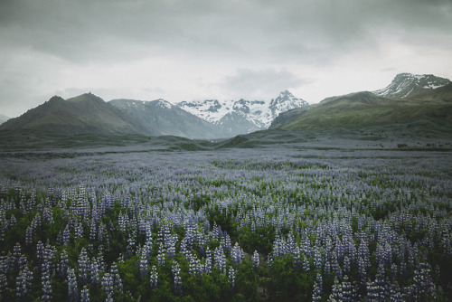 iamrealenough: Iceland - day 5: Alaskan Lupines at Hornafjörður