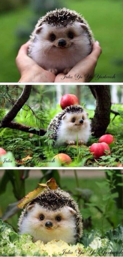 babyanimalsdaily:  Happiest hedgehog everFollow Us for More BABY ANIMALS DAILY