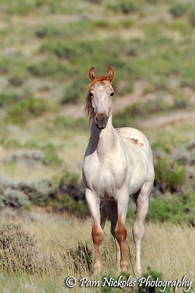 Blue roan quarter horse stallion