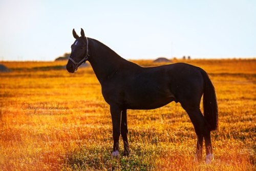 (3) Olesya Nickolaeva is passionate about horses and is very experienced in capturing their glowing 